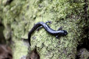 Endangered and threatened species.