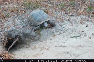 Wildlife camera surveys.